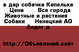 в дар собачка Капелька › Цена ­ 1 - Все города Животные и растения » Собаки   . Ненецкий АО,Андег д.
